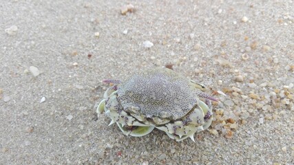 This crab is call Hanuman crab that lives in shallow water on the beach. The shell is quite round and piky.