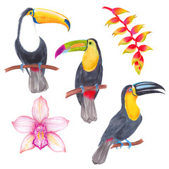Watercolor tropical toucan bird set with orchid flower and banana flower. Cololful tropic background isolated on white.