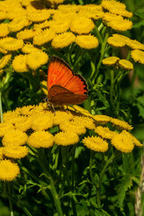 butterfly on a yellow flower