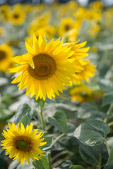 Obraz premium Girasole in primo piano e sullo sfondo tutti i girasoli sfocati formato verticale 
