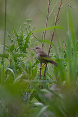 Sumpfrohrsänger (Acrocephalus palustris)