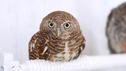Asian Barred Owlet Owl Close-up portrait on white background Focused on the eyes