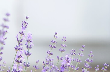 Blured lavender flowers in flower garden landscape background.  poster
