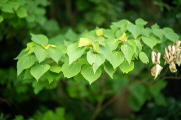 green leaves in the forest