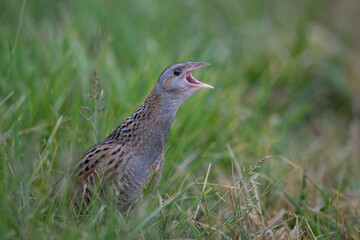 Wachtelkönig (Crex crex)