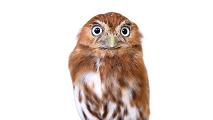 Ferruginous Pygmy Owl Close-up portrait on white background Focused on the eyes