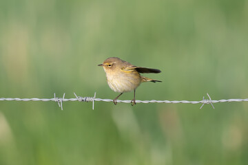 Zilpzalp (Phylloscopus collybita)