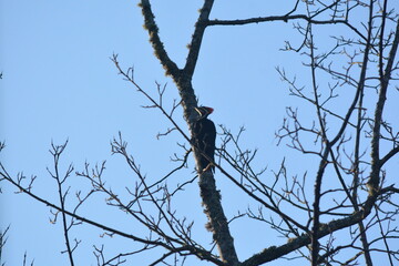 Morning with the Birds in the Yard