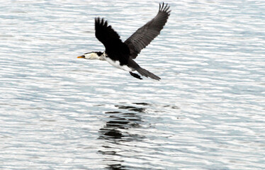 BIRDS- Australia- Close Up of a Pied Cormorant Flying Over the Sea