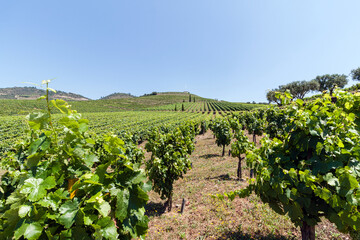 Fototapeta na wymiar Vineyard in the Douro Valley, Portugal