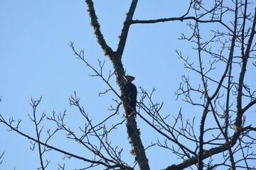 Morning with the Birds in the Yard