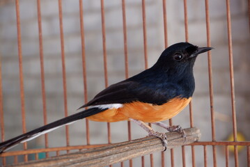 Copsychus Malabaricus or Murai Batu bird with black and yellow color with a long tail in a cage as...