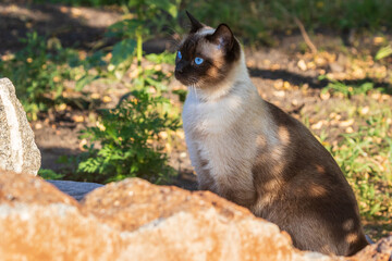 A beautiful beige cat with blue eyes carefully examines the surroundings of the city park. Pets. Sunny day.