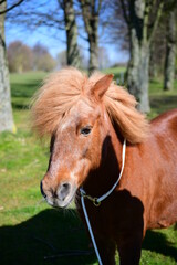 Obraz premium Shetlandpony