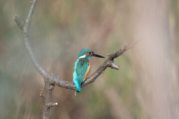 Eisvogel (Alcedo atthis)