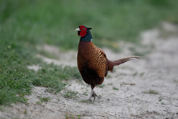 Fasan (Phasianus colchicus)