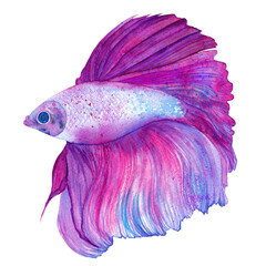 Watercolor Betta splendens fish. Hand drawn. Magenta purple colors