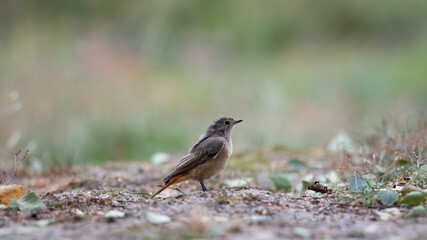 Gartenrotschwanz (Phoenicurus phoenicurus) 