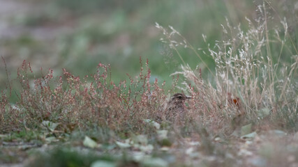 Heidelerche (Lullula arborea)