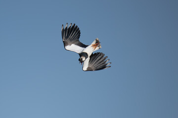Kiebitz (Vanellus vanellus)