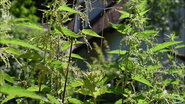 Männliche Brennnessel, Urtica dioica, versenden Samen im Wind, Blütenstaubwolken für Befruchtung durch Wind bei Brennnessel