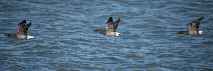 Ringelgans (Branta bernicla)