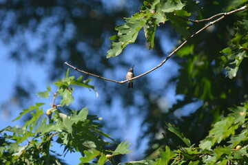 Morning with the Birds in the Yard