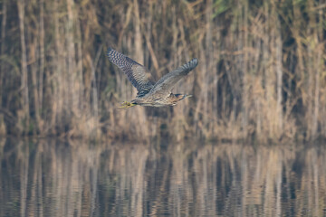Rohrdommel (Botaurus stellaris)