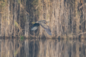 Rohrdommel (Botaurus stellaris)