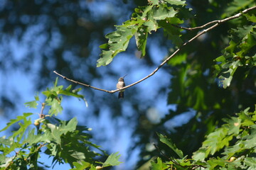 Morning with the Birds in the Yard