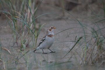 Schneeammer (Plectrophenax nivalis)