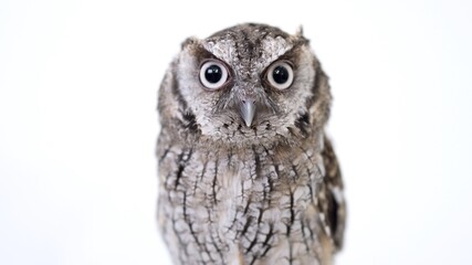 Tropical Screech Owl Close-up portrait on white background Focused on the eyes