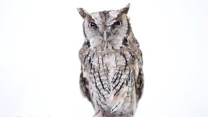 Tropical Screech Owl Close-up portrait on white background Focused on the eyes