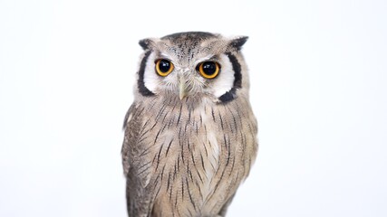White Faced Scops Owl Close-up portrait on white background Focused on the eyes