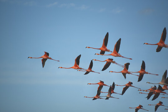 BIRDS- Bahamas- Close Up of Flying Flamingos
