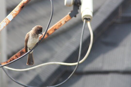 Bulbul des jardins pos&eacute; sur une parabole satellite de Lom&eacute;, quartier K&eacute;gu&eacute;, au Togo