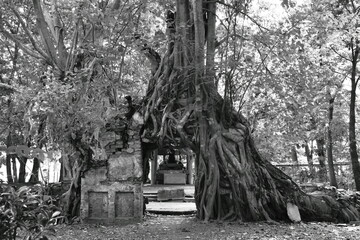 bodhi tree trunk and root cover entrance in Wat  Lek Tham Kit ancient Buddhist temple in Thailand