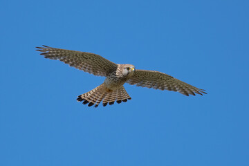 Turmfalke (Falco tinnunculus)