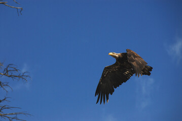 BIRDS- Canada- Close Up of a Flying Young Bald Eagle