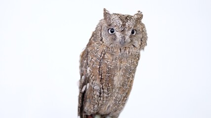 Pallid Scops Owl Close-up portrait on white background Focused on the eyes