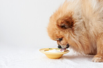 A small dog, a Pomeranian, stands near a yellow bowl of yogurt and eats from it