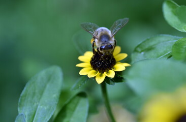 Biene auf einem Husarenknopf