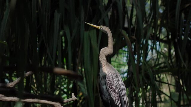 Amerikaanse Slangenhalsvogel or anhinga in habitual habitat in forest