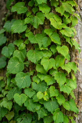 green ivy leaves