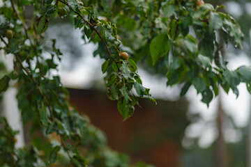 Close-up of wet granny smith apples growing on tree during rainy season