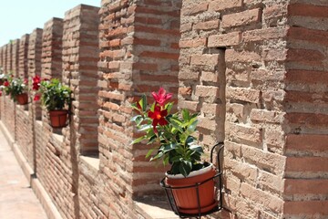 Fototapeta na wymiar Flower pots hung on ancient walls near the Vanvitelli fountain