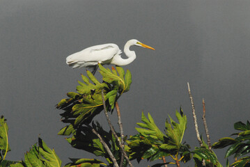 BIRDS- Close Up of a Great American Egret Against a Dark Stormy Sky