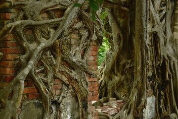 bodhi tree trunk and root cover wall in Wat  Lek Tham Kit ancient Buddhist temple in Thailand