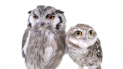 White Faced Scops Owl Spotted Little Owl Close-up portrait on white background Focused on the eyes