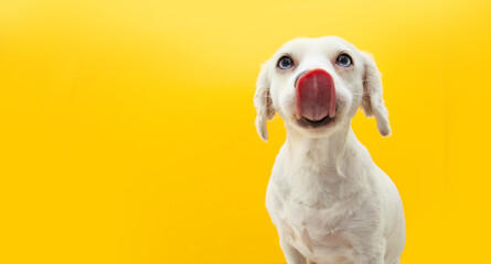Hungry puppy dog licking with tongue its lips. Isolated on yellow background.